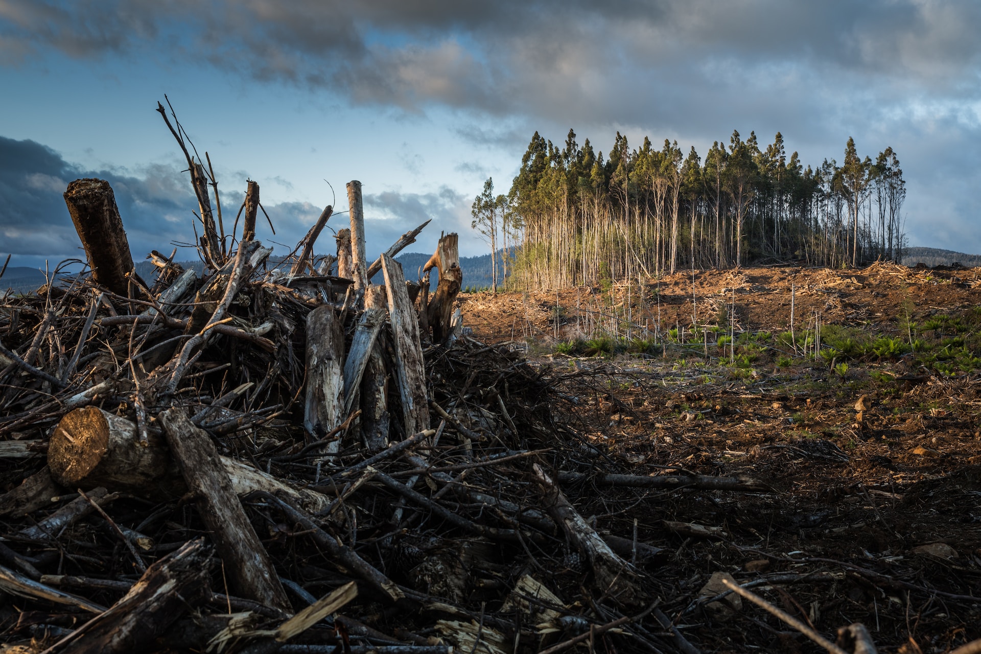 Leia mais sobre o artigo Multa administrativa por infração ambiental independe de prévia aplicação de advertência